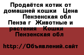 Продаётся котик от домашней кошки › Цена ­ 100 - Пензенская обл., Пенза г. Животные и растения » Кошки   . Пензенская обл.